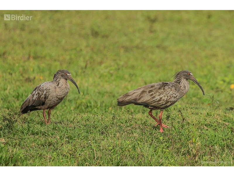 Plumbeous Ibis