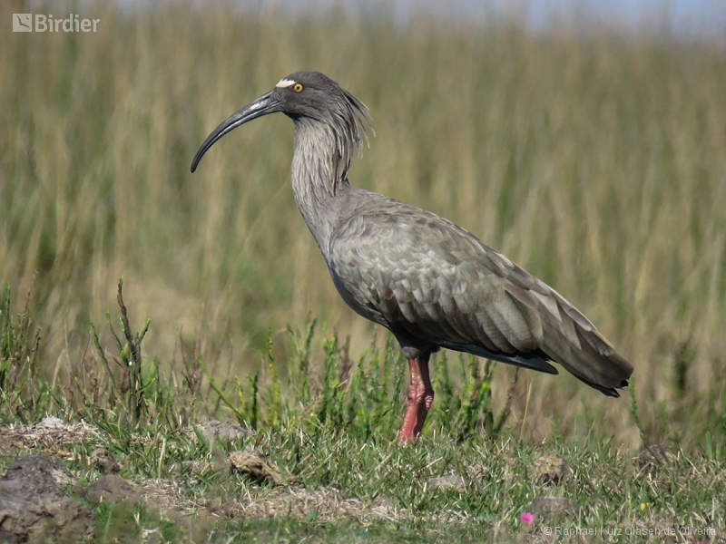 Plumbeous Ibis