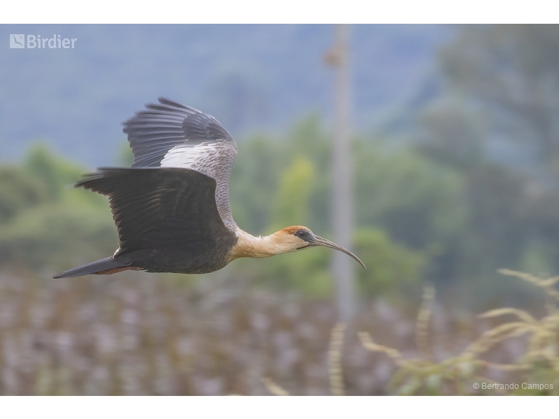 Buff-necked Ibis