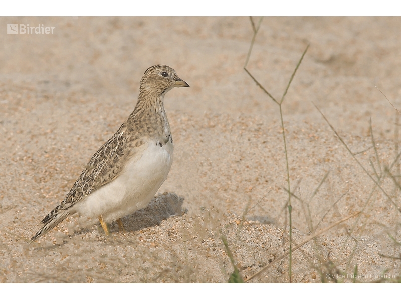 Least Seedsnipe