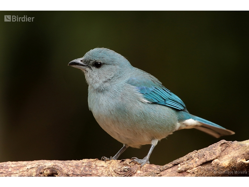Azure-shouldered Tanager