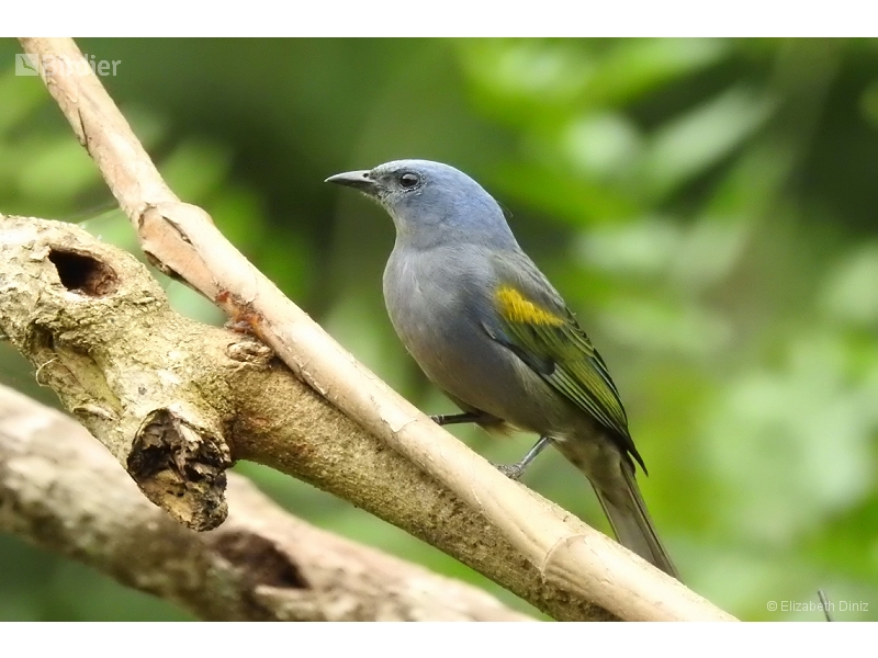 Golden-chevroned Tanager