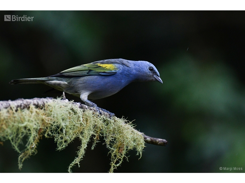 Golden-chevroned Tanager