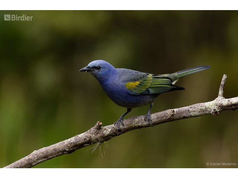 Golden-chevroned Tanager