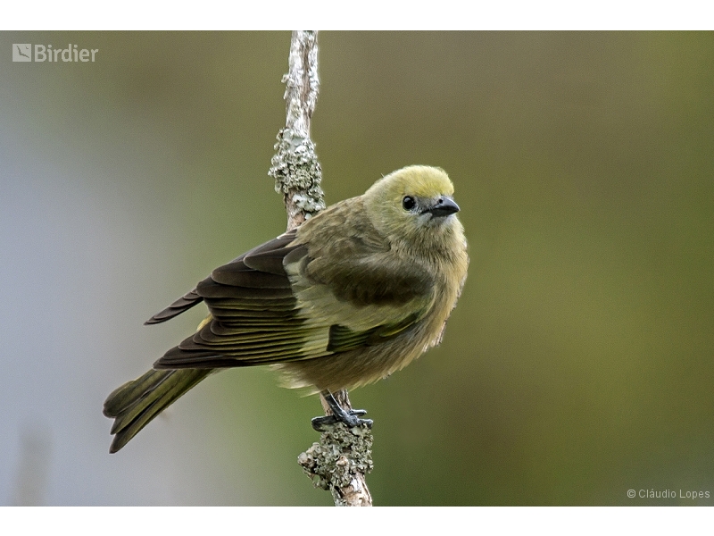 Palm Tanager