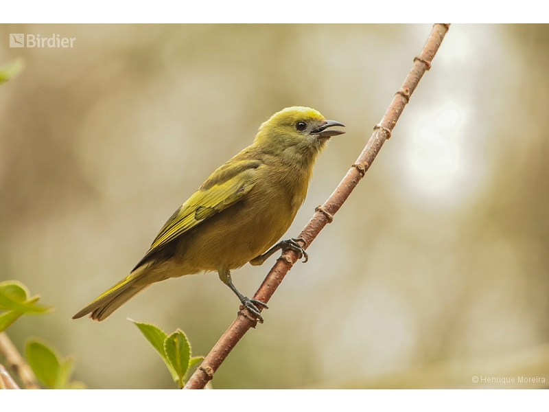 Palm Tanager