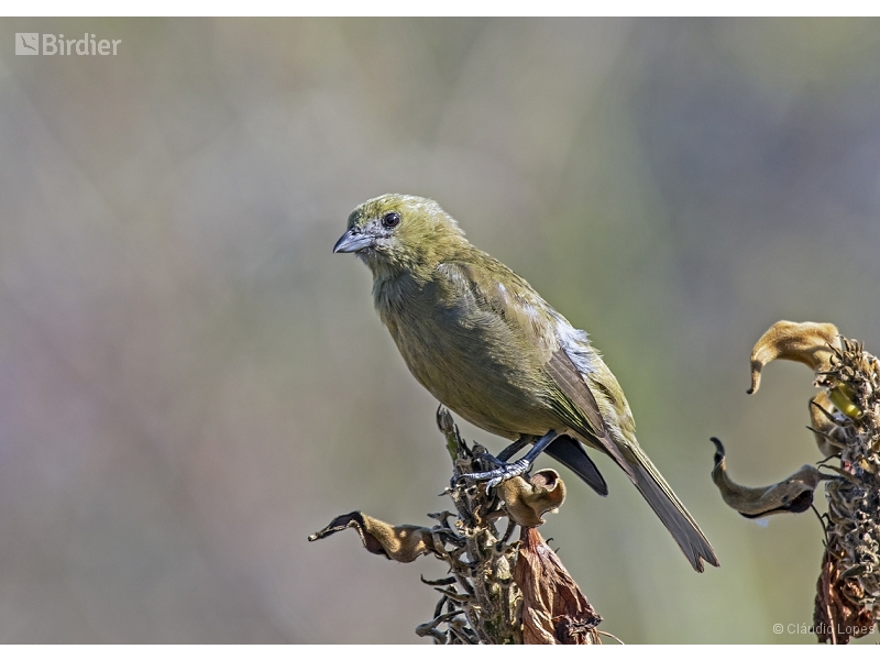 Palm Tanager