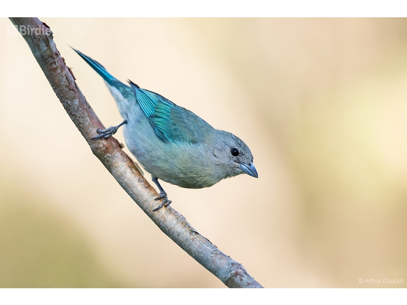 Sayaca Tanager