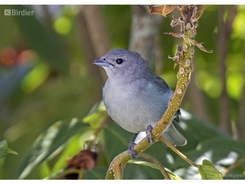 Sayaca Tanager