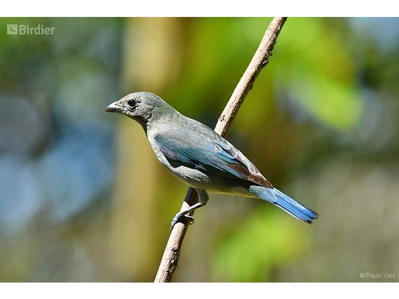 Sayaca Tanager