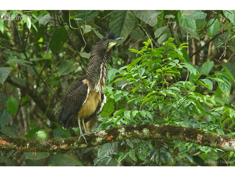 Fasciated Tiger Heron
