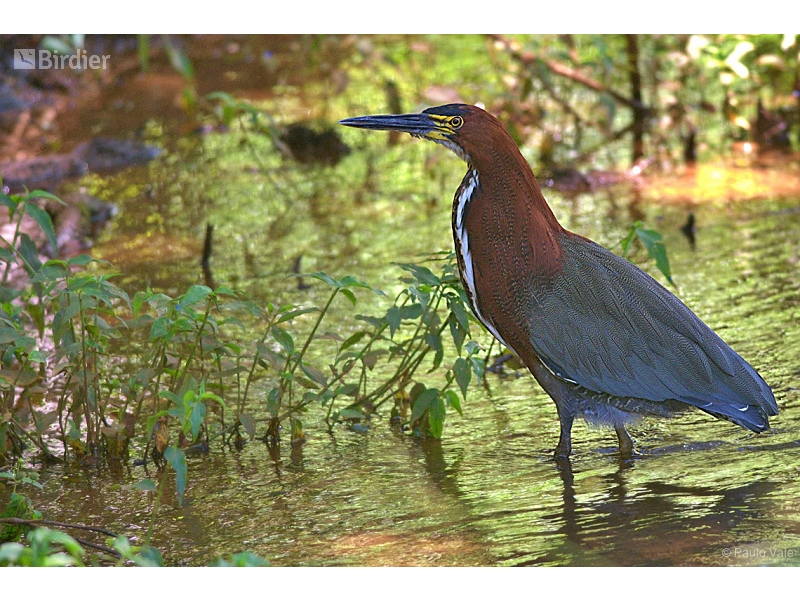 Rufescent Tiger Heron