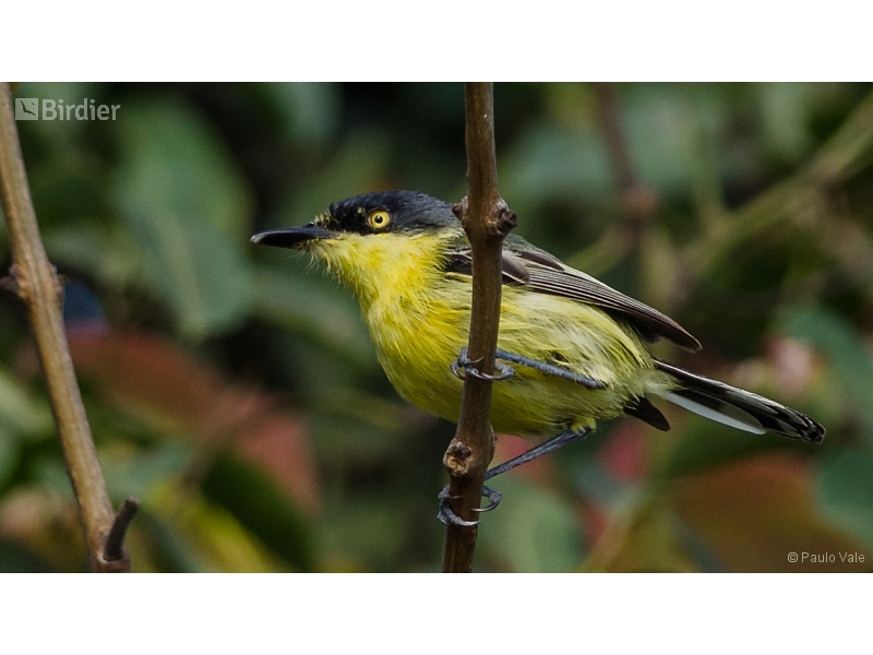 Common Tody-Flycatcher
