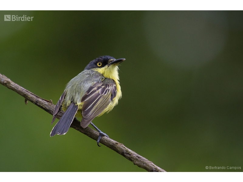 Common Tody-Flycatcher