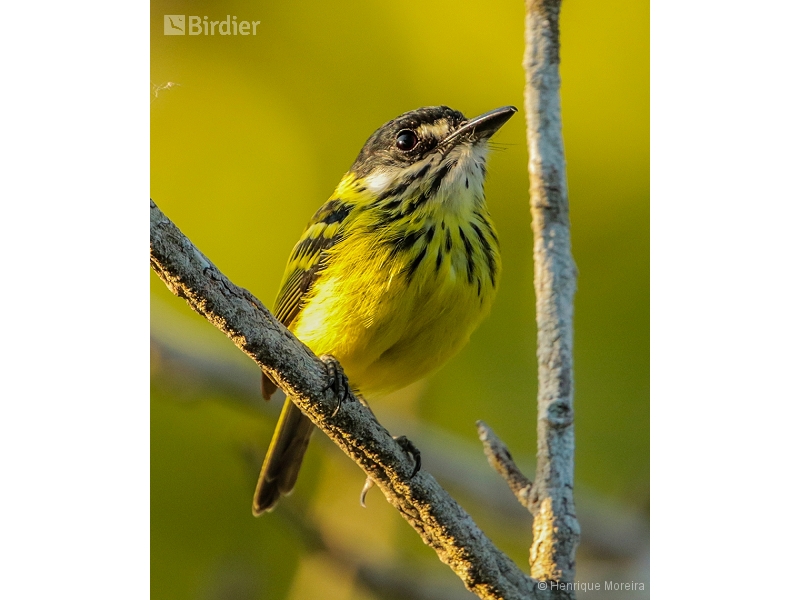 Painted Tody-Flycatcher