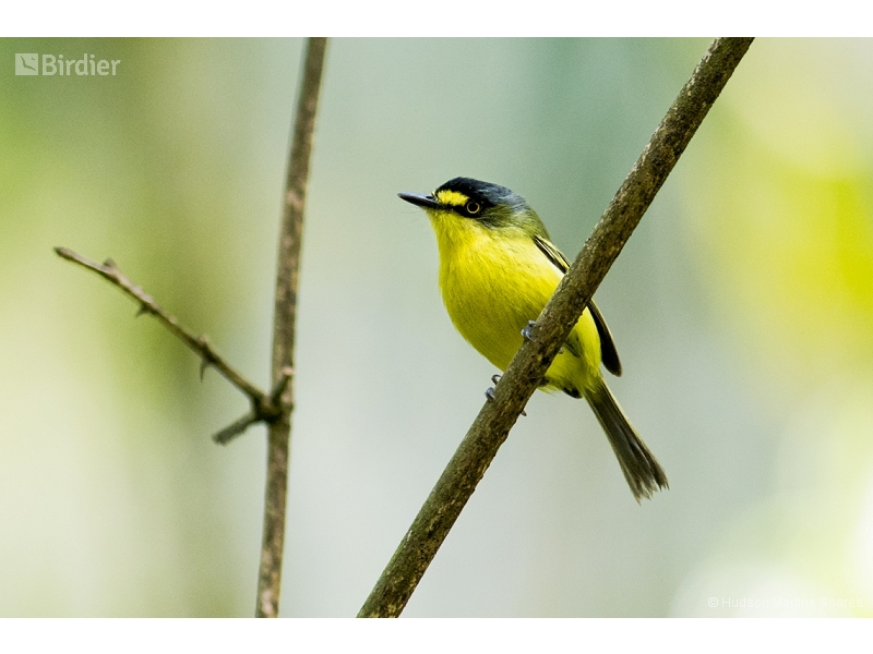 Yellow-lored Tody-Flycatcher