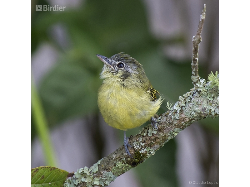 Yellow-olive Flatbill