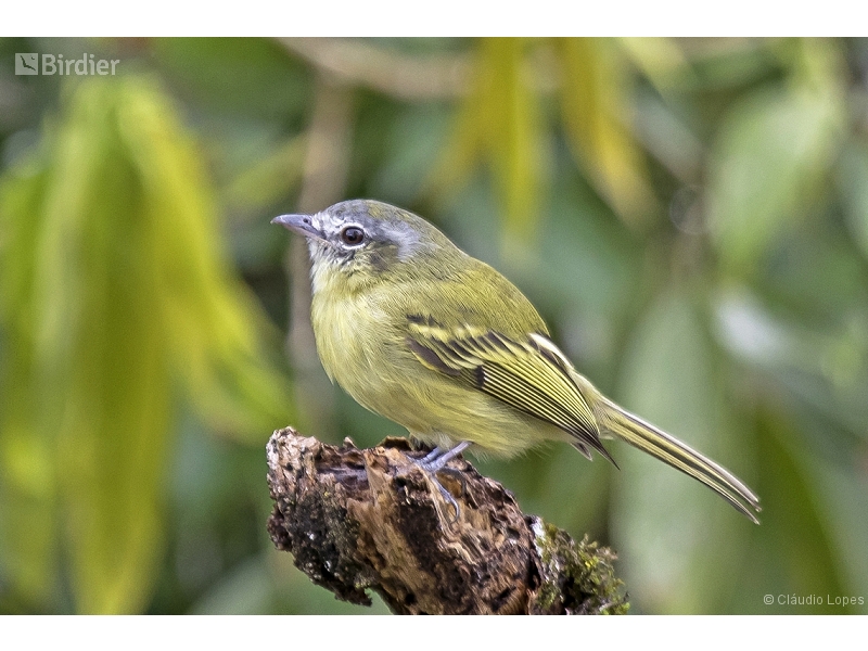 Yellow-olive Flatbill