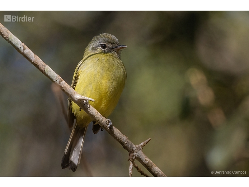 Yellow-olive Flatbill