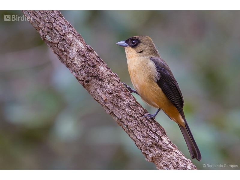 Black-goggled Tanager