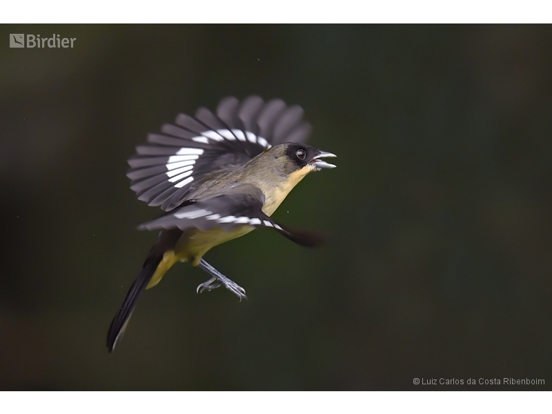 Black-goggled Tanager