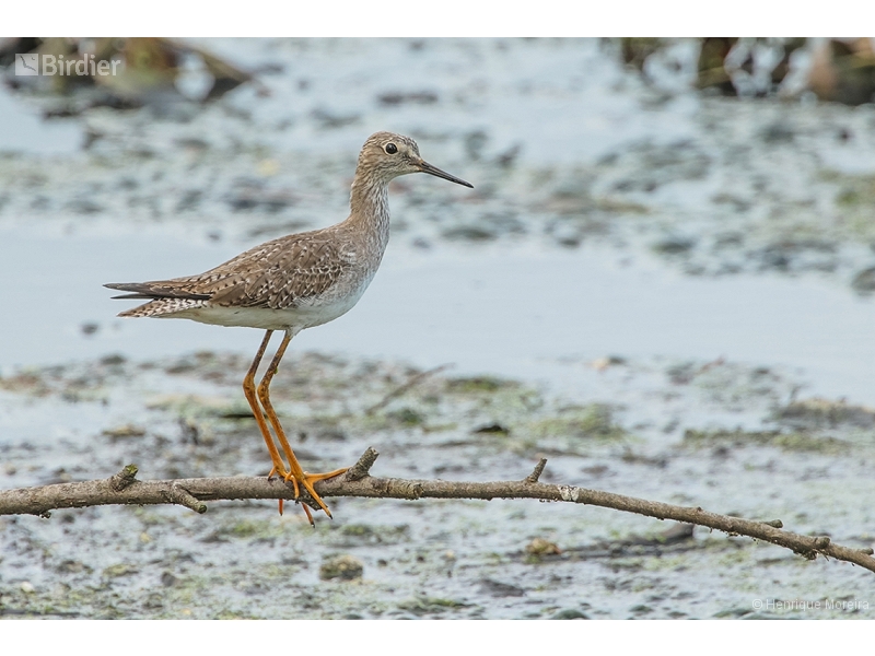 Lesser Yellowlegs