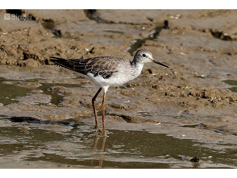 Lesser Yellowlegs