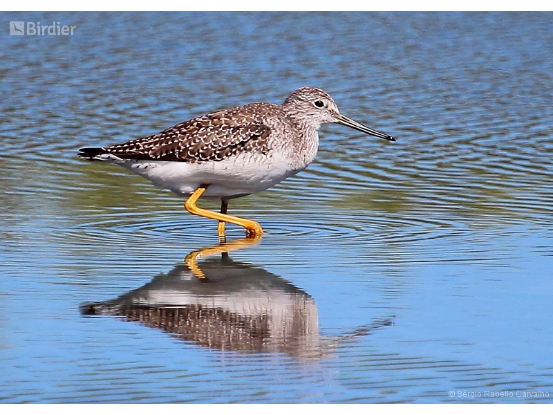 Greater Yellowlegs