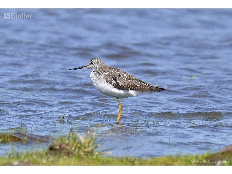 Greater Yellowlegs