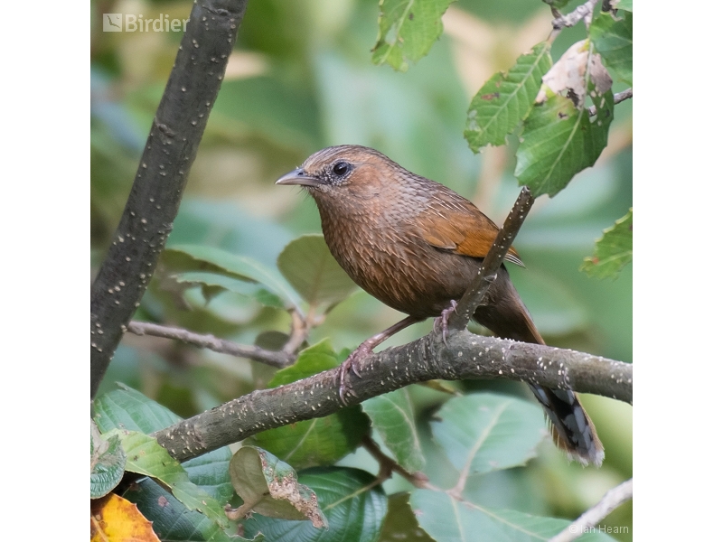 Streaked Laughingthrush