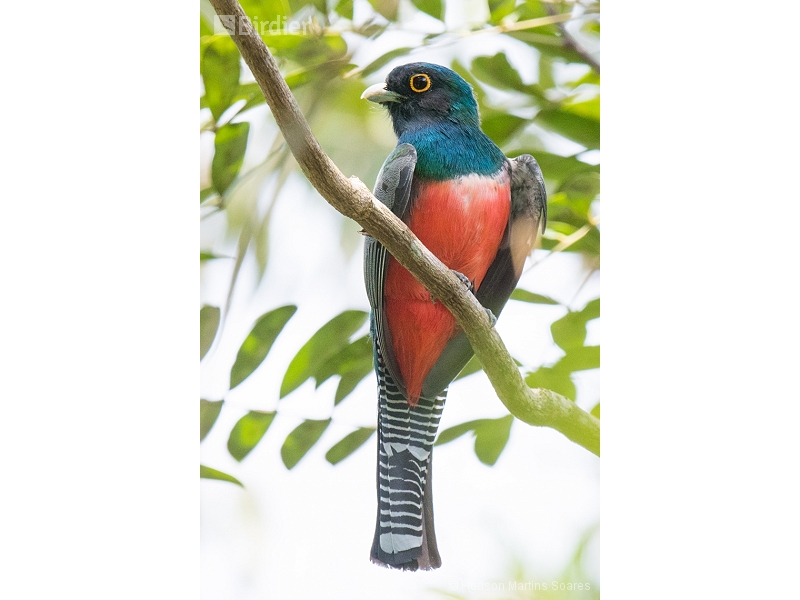 Blue-crowned Trogon