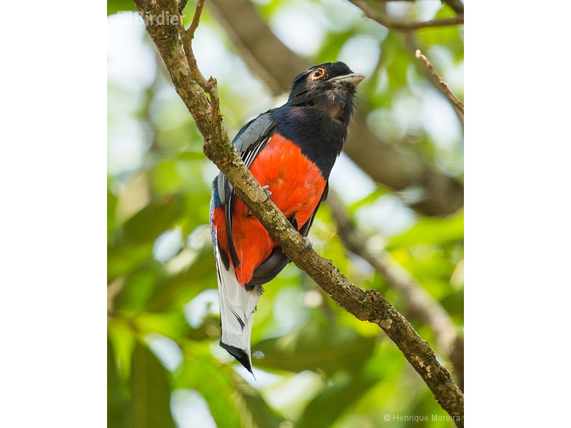 Surucua Trogon
