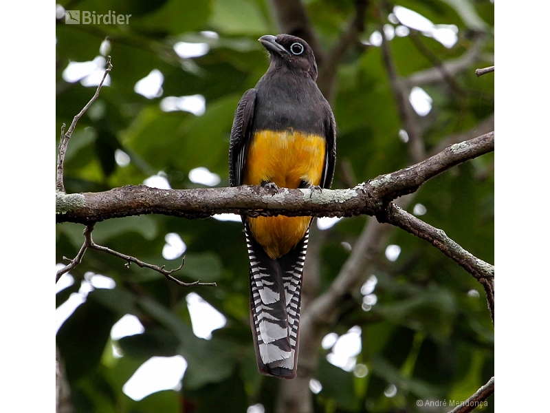 Green-backed Trogon