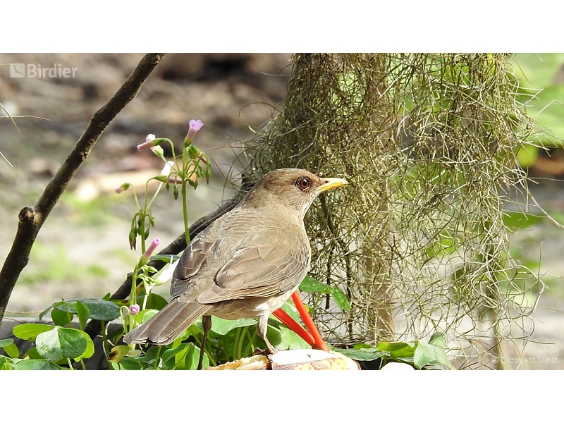 Creamy-bellied Thrush