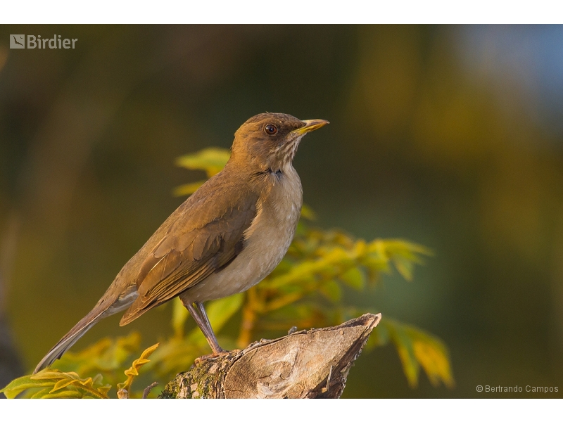 Creamy-bellied Thrush