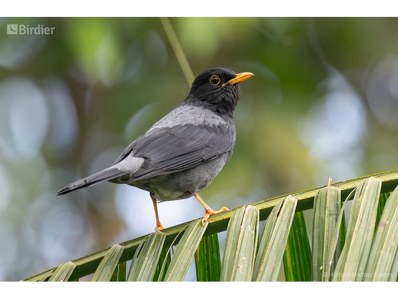 Yellow-legged Thrush