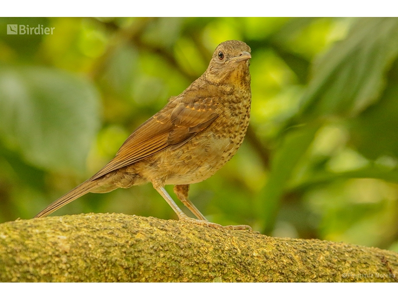 Pale-breasted Thrush