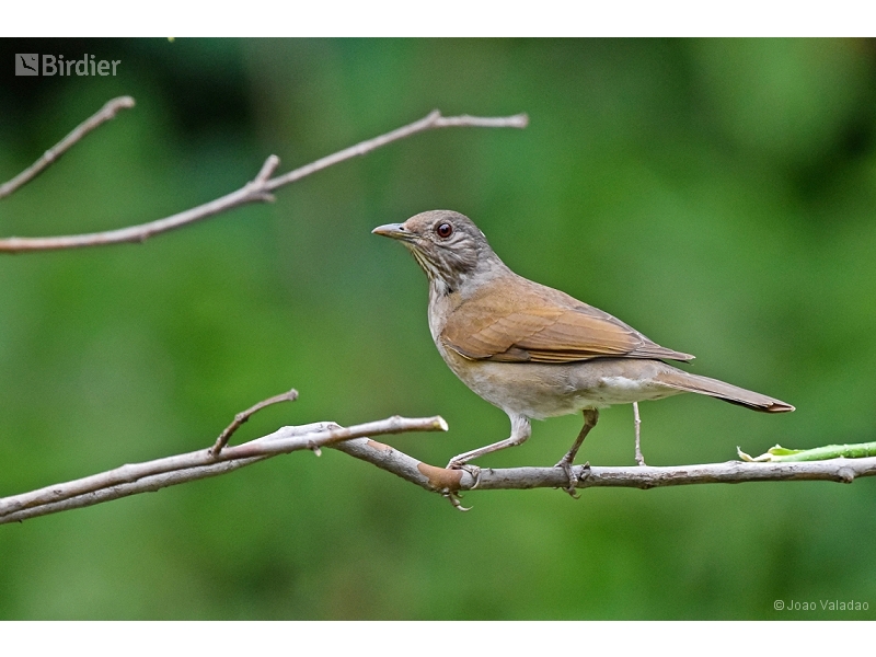 Pale-breasted Thrush