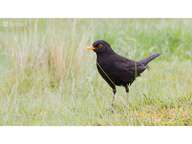 Common Blackbird