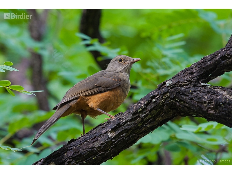 Rufous-bellied Thrush