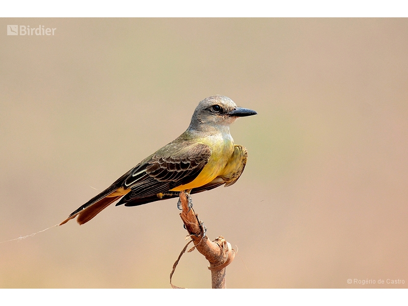 Tropical Kingbird