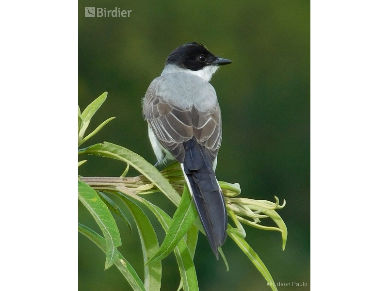 Fork-tailed Flycatcher