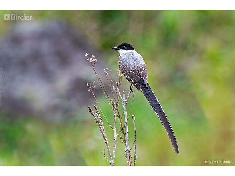 Fork-tailed Flycatcher