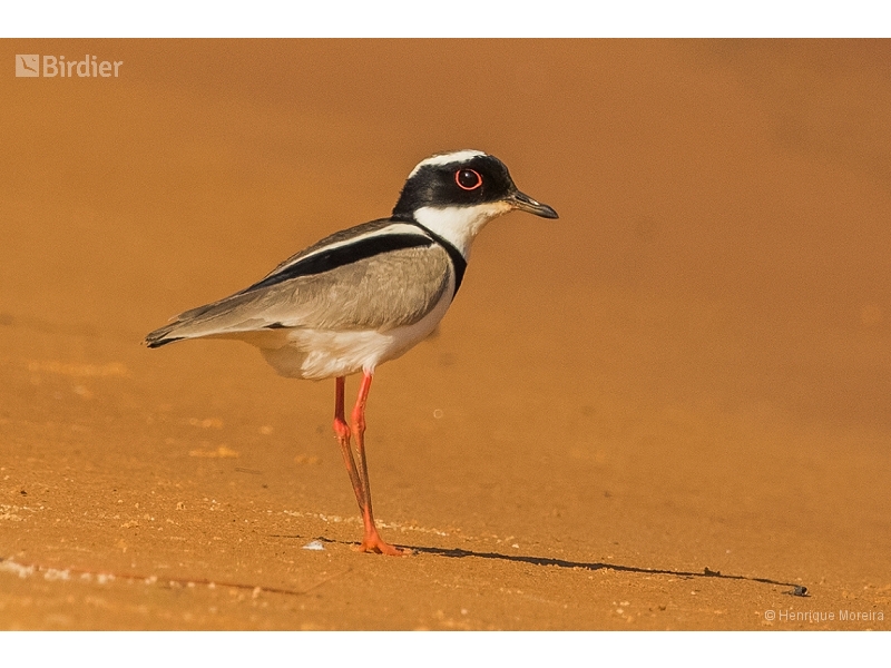 Pied Plover