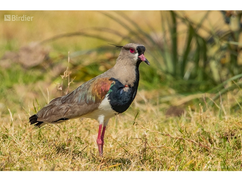 Southern Lapwing