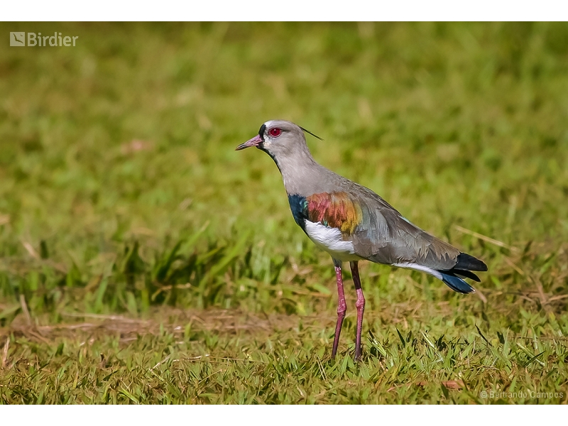 Southern Lapwing