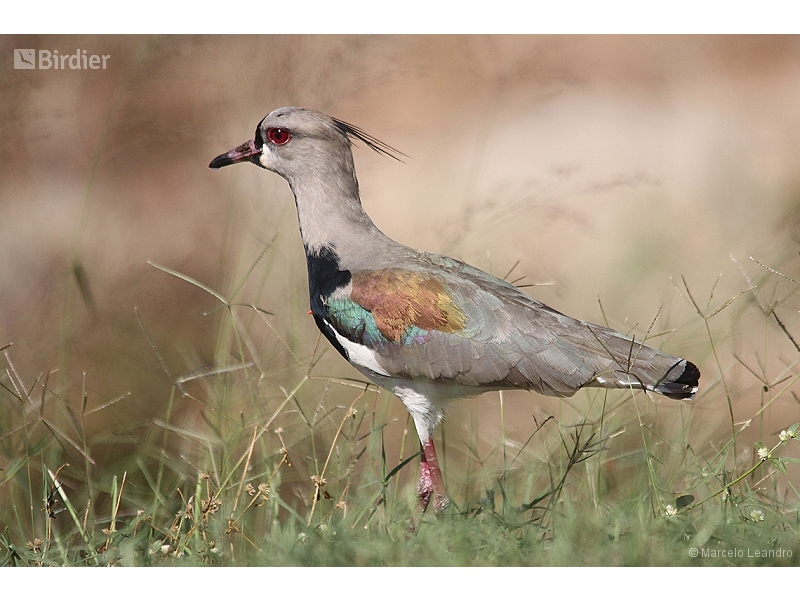 Southern Lapwing