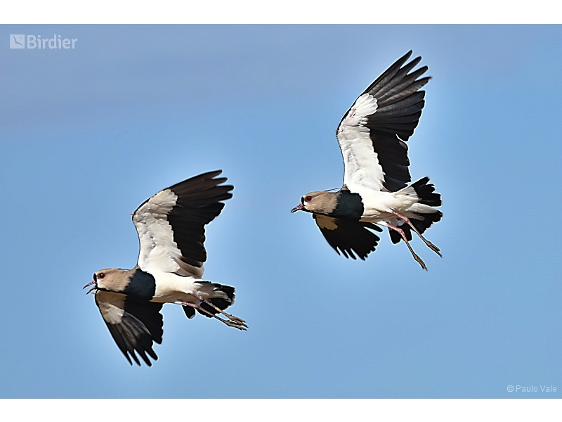 Southern Lapwing