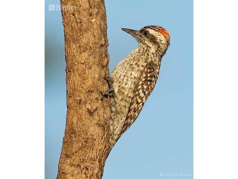 Checkered Woodpecker