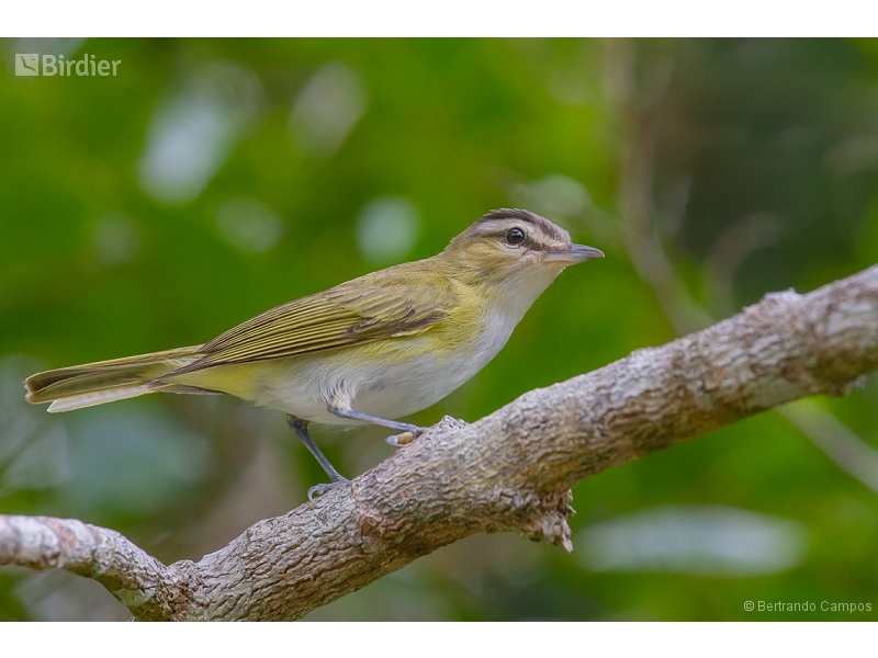 Chivi Vireo